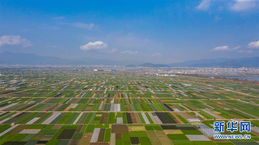 （抓好春耕備耕 穩(wěn)住農(nóng)業(yè)生產(chǎn)&middot;圖文互動(dòng)）（5）&ldquo;栽種的是菜苗，收獲的是希望&rdquo;&mdash;&mdash;云南蔬菜集散地通?？h春耕見聞 