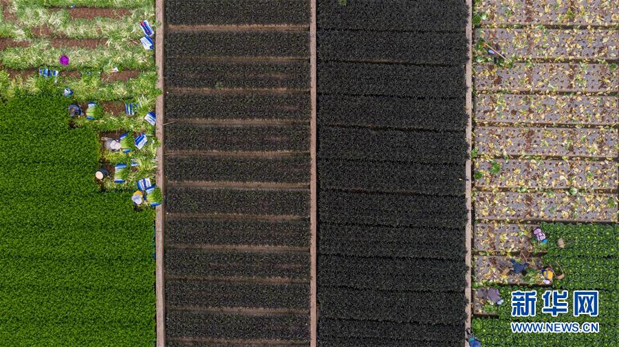 （抓好春耕備耕 穩(wěn)住農(nóng)業(yè)生產(chǎn)&middot;圖文互動(dòng)）（4）&ldquo;栽種的是菜苗，收獲的是希望&rdquo;&mdash;&mdash;云南蔬菜集散地通海縣春耕見聞 