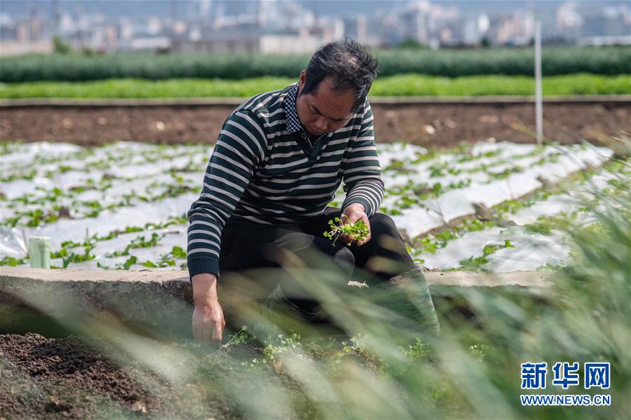 （抓好春耕備耕 穩(wěn)住農(nóng)業(yè)生產(chǎn)&middot;圖文互動(dòng)）（3）&ldquo;栽種的是菜苗，收獲的是希望&rdquo;&mdash;&mdash;云南蔬菜集散地通?？h春耕見聞 