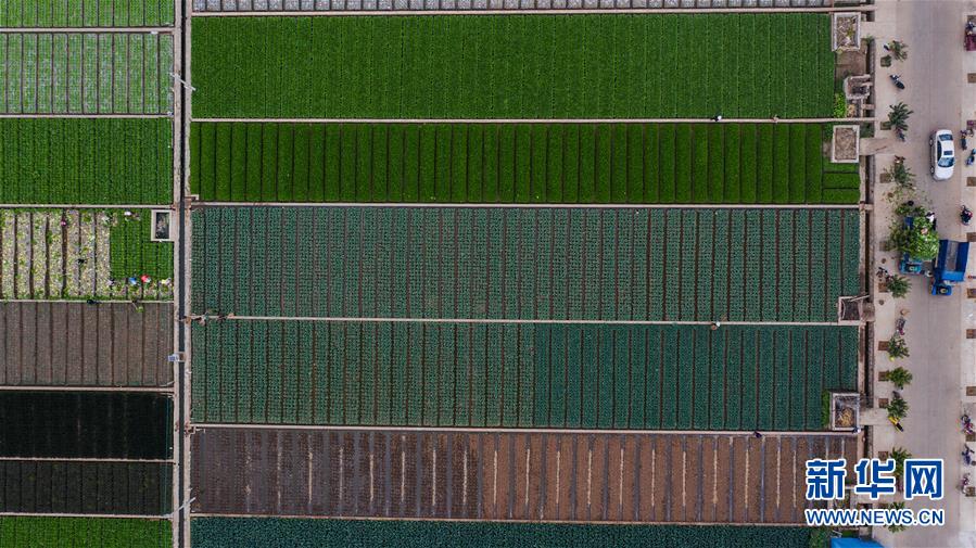 （抓好春耕備耕 穩(wěn)住農(nóng)業(yè)生產(chǎn)&middot;圖文互動(dòng)）（1）&ldquo;栽種的是菜苗，收獲的是希望&rdquo;&mdash;&mdash;云南蔬菜集散地通海縣春耕見聞 