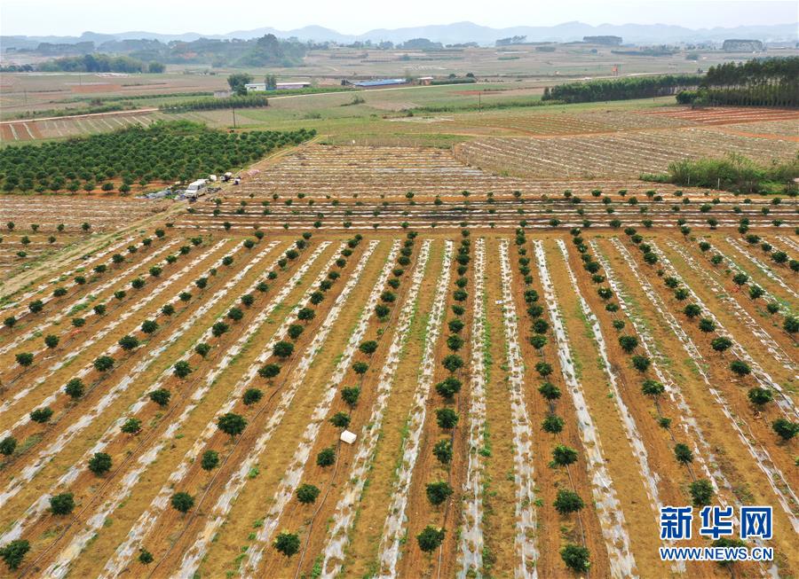 (抓好春耕備耕 穩(wěn)住農(nóng)業(yè)生產(chǎn)·圖文互動)(1)農(nóng)時不等人 扶貧不能拖——種瓜大村春耕生產(chǎn)見聞