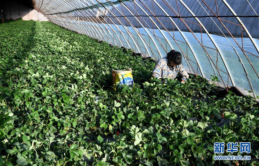 （在習近平新時代中國特色社會主義思想指引下&mdash;&mdash;新時代新作為新篇章&middot;習近平總書記關切事&middot;圖文互動）（3）戰(zhàn)&ldquo;疫&rdquo;要勁時，戰(zhàn)&ldquo;貧&rdquo;再加把勁！&mdash;&mdash;中央各部門助力脫貧攻堅很給力