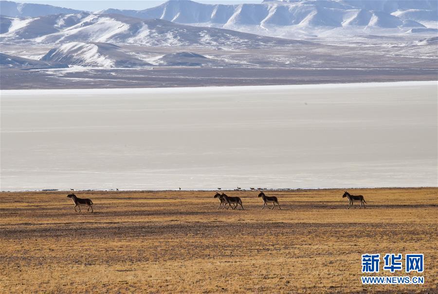 （新華全媒頭條&middot;圖文互動）（3）跨越半個世紀(jì)的生命遷徙&mdash;&mdash;西藏極高海拔生態(tài)搬遷破解人與自然共生難題