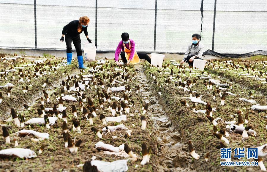 (決戰(zhàn)決勝脫貧攻堅(jiān)·圖文互動)(1)天然“寶貝”促增收——貴州錦屏縣培育扶貧產(chǎn)業(yè)見聞