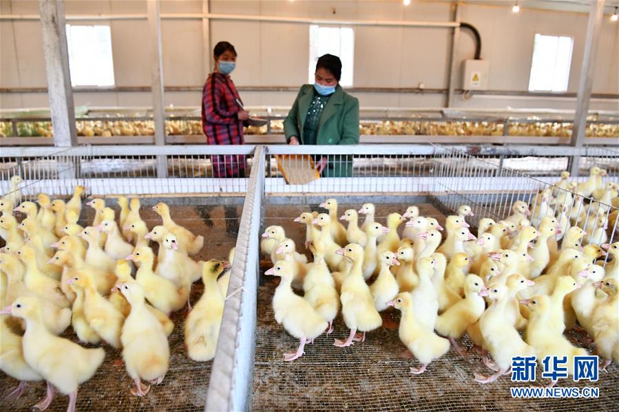 (決戰(zhàn)決勝脫貧攻堅(jiān)·圖文互動)(2)天然“寶貝”促增收——貴州錦屏縣培育扶貧產(chǎn)業(yè)見聞