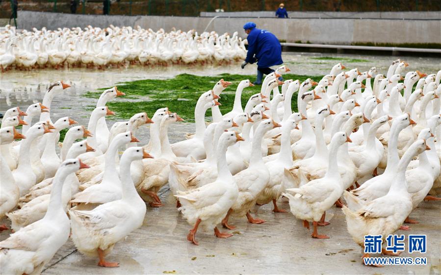 (決戰(zhàn)決勝脫貧攻堅(jiān)·圖文互動)(3)天然“寶貝”促增收——貴州錦屏縣培育扶貧產(chǎn)業(yè)見聞