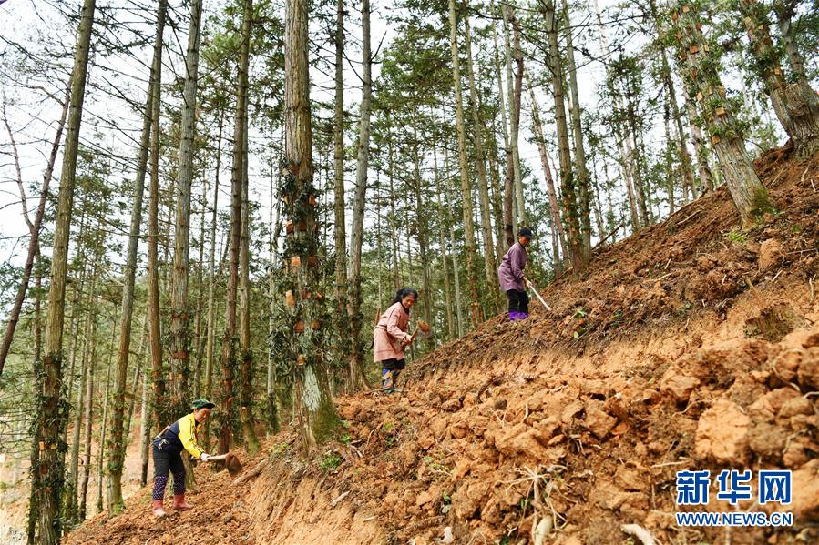 (決戰(zhàn)決勝脫貧攻堅(jiān)·圖文互動)(4)天然“寶貝”促增收——貴州錦屏縣培育扶貧產(chǎn)業(yè)見聞