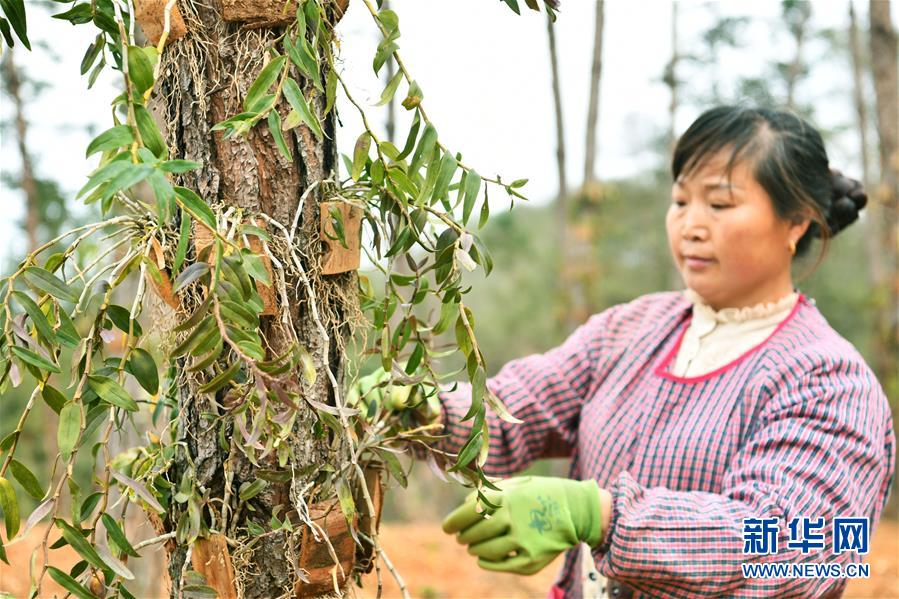 (決戰(zhàn)決勝脫貧攻堅(jiān)·圖文互動)(5)天然“寶貝”促增收——貴州錦屏縣培育扶貧產(chǎn)業(yè)見聞