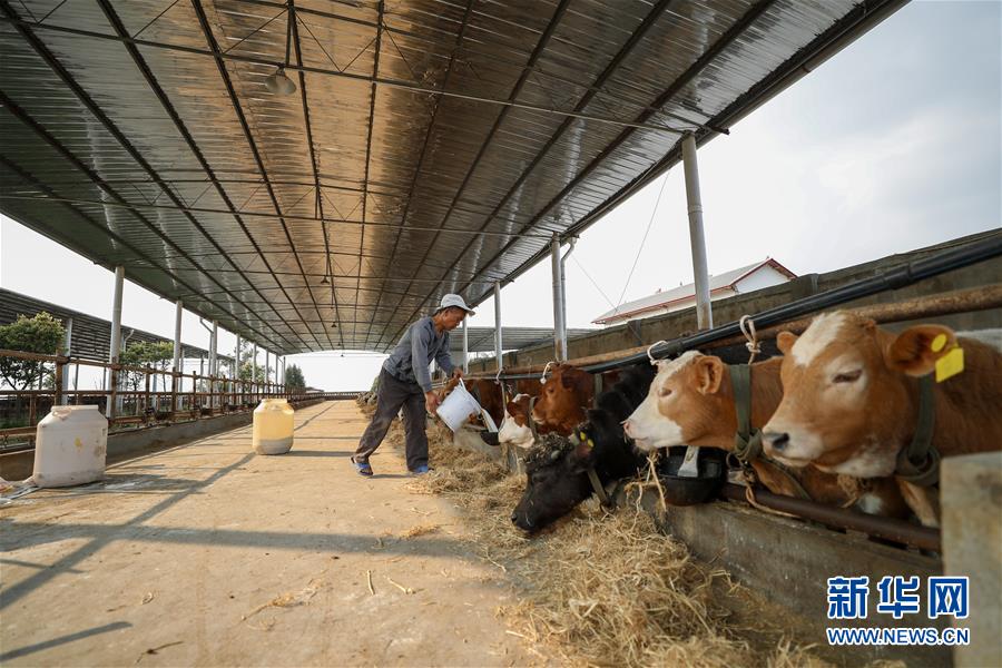 （圖文互動(dòng)）（5）疏通產(chǎn)業(yè)鏈堵點(diǎn) 保障&ldquo;菜籃子&rdquo;供應(yīng)&mdash;&mdash;重慶養(yǎng)殖大區(qū)力促養(yǎng)殖業(yè)補(bǔ)損復(fù)產(chǎn)