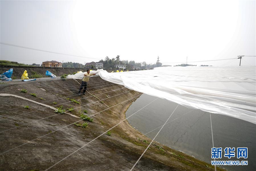 （圖文互動）（3）疏通產(chǎn)業(yè)鏈堵點(diǎn) 保障&ldquo;菜籃子&rdquo;供應(yīng)&mdash;&mdash;重慶養(yǎng)殖大區(qū)力促養(yǎng)殖業(yè)補(bǔ)損復(fù)產(chǎn)