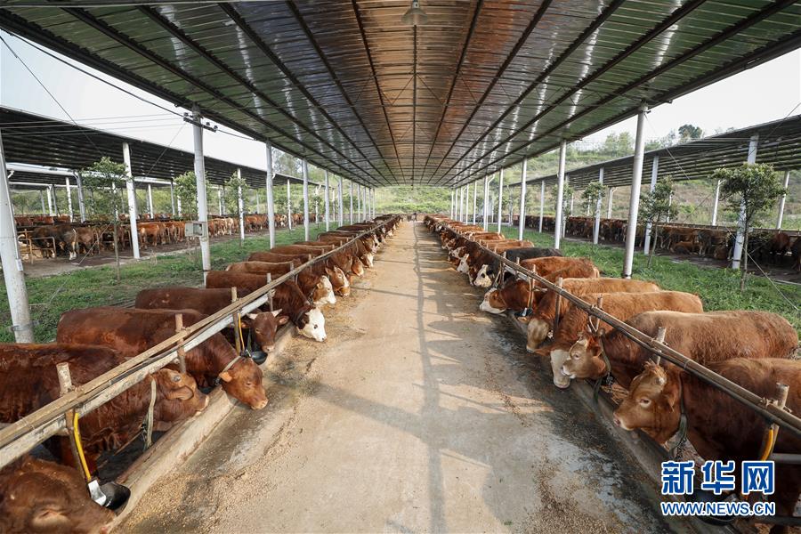 （圖文互動）（4）疏通產(chǎn)業(yè)鏈堵點 保障&ldquo;菜籃子&rdquo;供應(yīng)&mdash;&mdash;重慶養(yǎng)殖大區(qū)力促養(yǎng)殖業(yè)補損復(fù)產(chǎn)