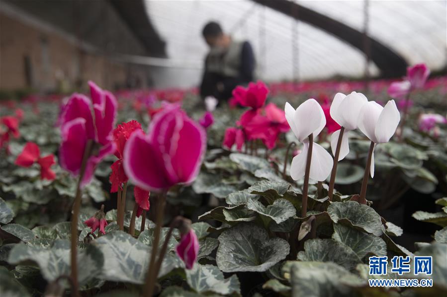 （在習近平新時代中國特色社會主義思想指引下&mdash;&mdash;新時代新作為新篇章&middot;習近平總書記關切事&middot;圖文互動）（2）希望的田野，希望的春天&mdash;&mdash;各地農(nóng)業(yè)生產(chǎn)新動態(tài)掃描