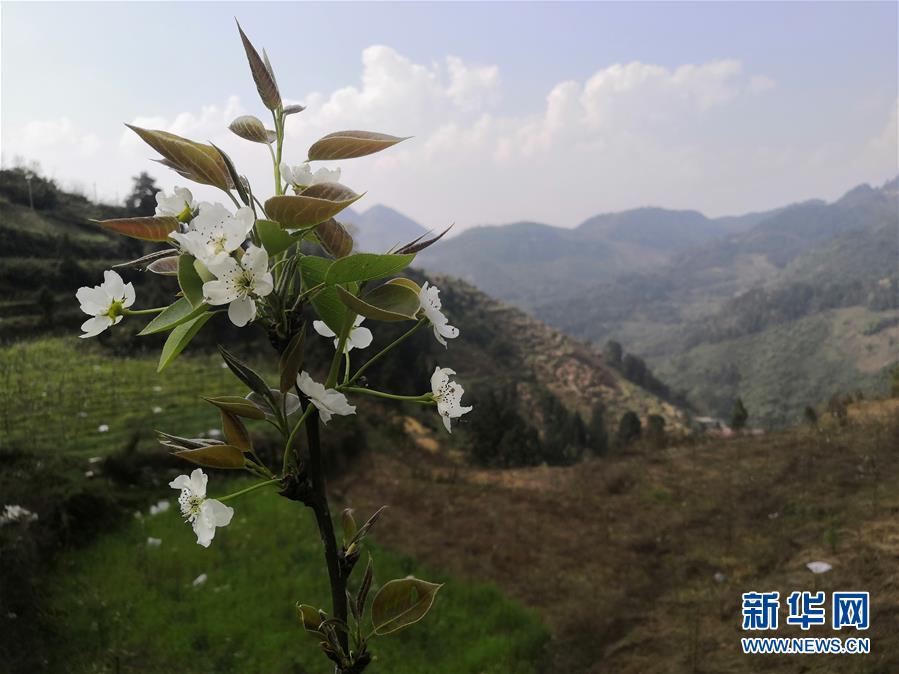 （決戰(zhàn)決勝脫貧攻堅&middot;圖文互動）（1）寄相思，償夙愿&mdash;&mdash;5封清明&ldquo;家書&rdquo;里的決戰(zhàn)決勝信念