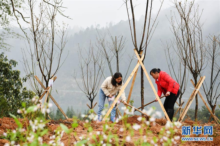 （決戰(zhàn)決勝脫貧攻堅&middot;圖文互動）政府種樹到農(nóng)家 培花育果再出發(fā)