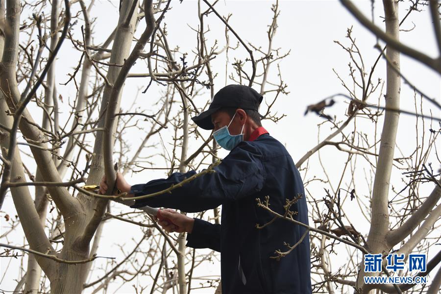 （決戰(zhàn)決勝脫貧攻堅&middot;圖文互動）（2）南疆林果合作社百人技術(shù)隊的&ldquo;核桃雄心&rdquo;