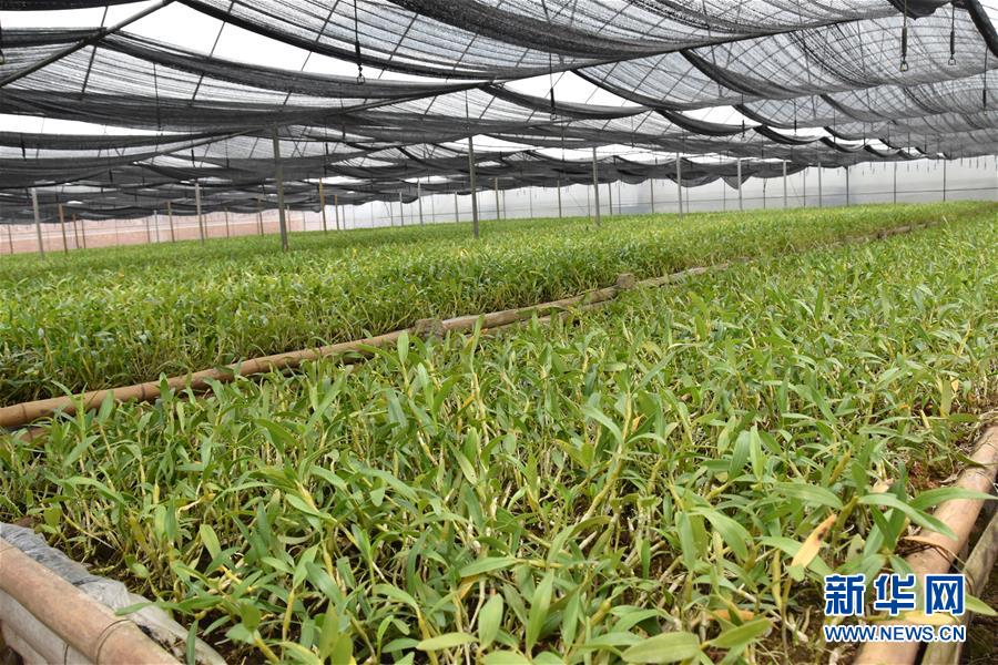 （決戰(zhàn)決勝脫貧攻堅&middot;圖文互動）（1）這個脫貧縣的石頭為何比土金貴？