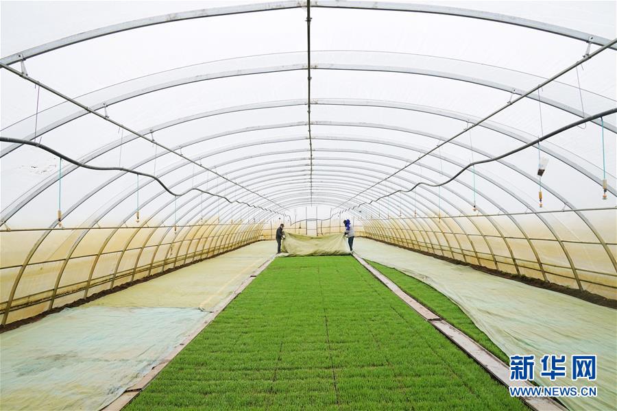 （新華全媒頭條&middot;圖文互動(dòng)）（3）讓中國飯碗端得更牢&mdash;&mdash;&ldquo;中華糧倉&rdquo;春耕剪影