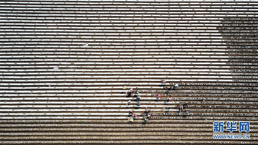 （新華全媒頭條&middot;圖文互動(dòng)）（4）讓中國飯碗端得更牢&mdash;&mdash;&ldquo;中華糧倉&rdquo;春耕剪影