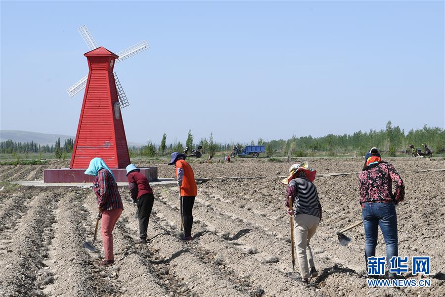 （決戰(zhàn)決勝脫貧攻堅(jiān)&middot;圖文互動(dòng)）（1）在&ldquo;石頭灘&rdquo;耕耘&ldquo;紫色夢想&rdquo;