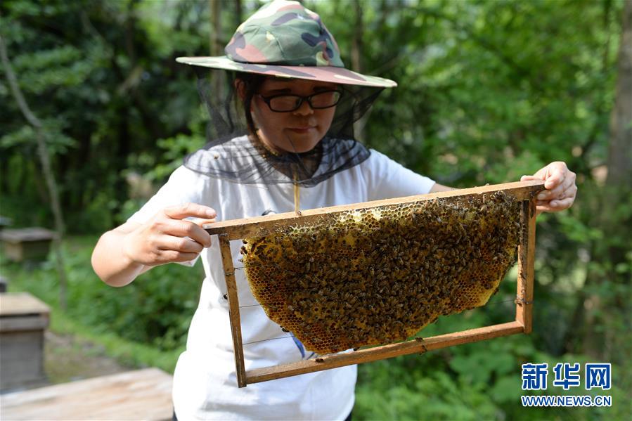 （決戰(zhàn)決勝脫貧攻堅&middot;圖文互動）（3）&ldquo;蜂妹子&rdquo;楊春竹：鄉(xiāng)村發(fā)展需要年輕人&rdquo;