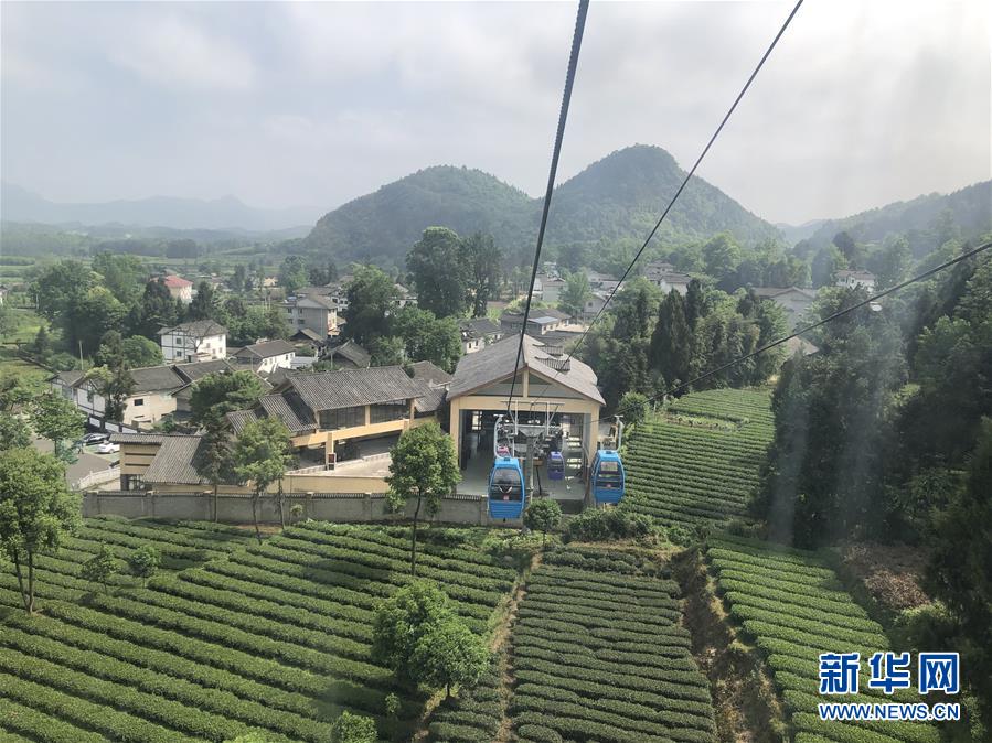 （決戰(zhàn)決勝脫貧攻堅(jiān)&middot;圖文互動(dòng)）人均一畝茶 如此富萬(wàn)家&mdash;&mdash;貴州鳳岡茶產(chǎn)業(yè)的嬗變