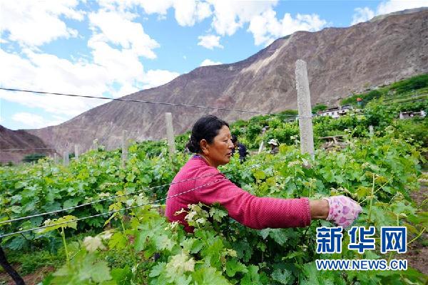 （決戰(zhàn)決勝脫貧攻堅&middot;圖文互動）（2）西藏昌都&ldquo;甜蜜&rdquo;產(chǎn)業(yè)助脫貧