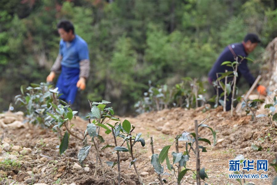 （圖片互動）（3）再訪貴州極貧鄉(xiāng)鎮(zhèn)看&ldquo;四變&rdquo;