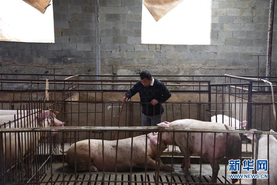 （新華全媒頭條&middot;圖文互動）（4）刺梨花開滿山紅&mdash;&mdash;記在貴州脫貧攻堅(jiān)一線奮斗的殘疾人