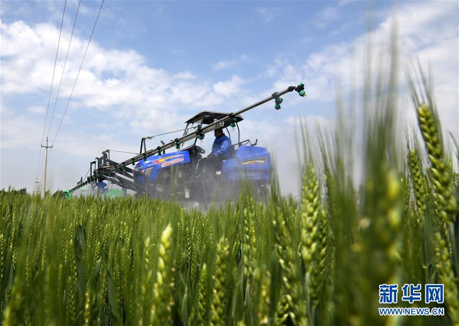 （在習(xí)近平新時代中國特色社會主義思想指引下&mdash;&mdash;新時代新作為新篇章&middot;習(xí)近平總書記關(guān)切事&middot;圖文互動）（7）新農(nóng)事、新希望&mdash;&mdash;夏收前田間新動態(tài)掃描