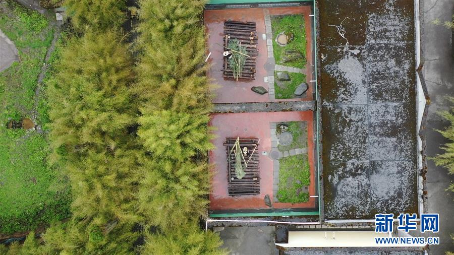 (圖文互動)(2)風雪臥龍話熊貓