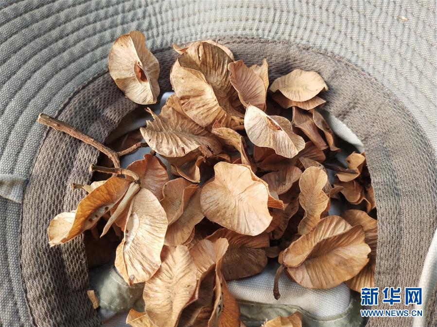 (圖文互動)(6)云南高黎貢山發(fā)現(xiàn)珍稀瀕危植物滇桐野生居群