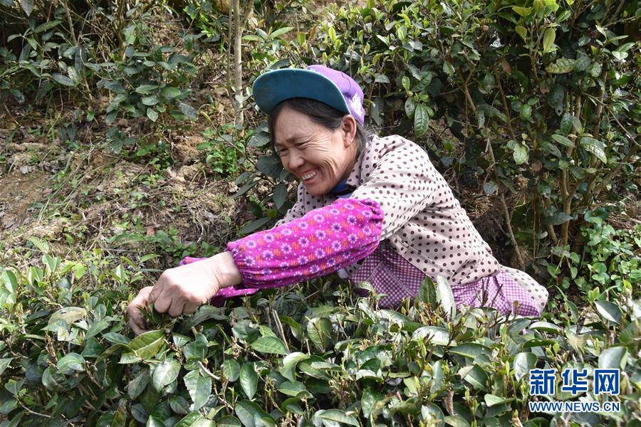 (決戰(zhàn)決勝脫貧攻堅·圖文互動)(1)因地制宜的“魅力”——貴州脫貧攻堅一線采訪隨筆