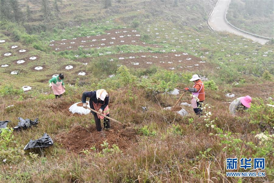 (決戰(zhàn)決勝脫貧攻堅·圖文互動)(2)因地制宜的“魅力”——貴州脫貧攻堅一線采訪隨筆