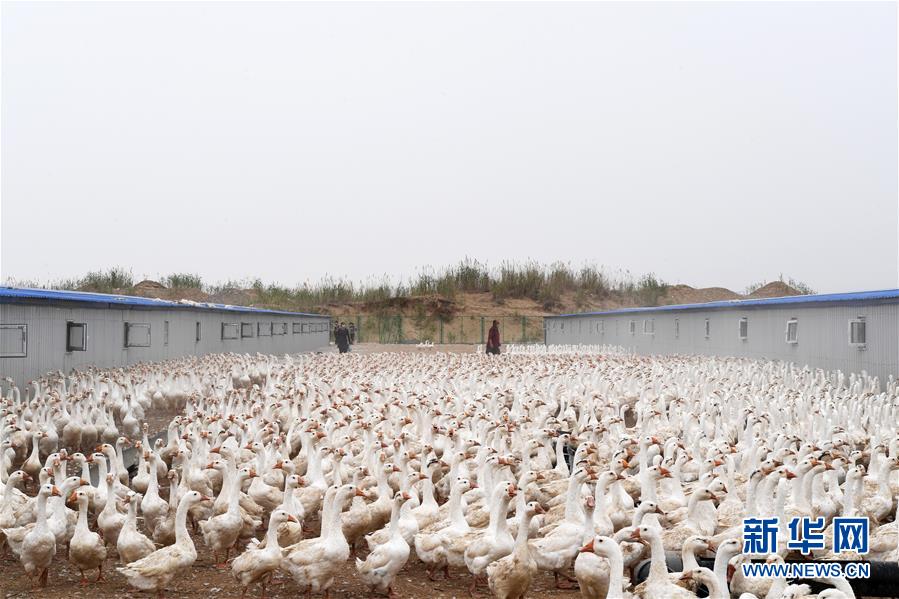 （決戰(zhàn)決勝脫貧攻堅(jiān)&middot;聚焦三區(qū)三州&middot;圖文互動(dòng)）（2）號(hào)角聲里看于田&mdash;&mdash;來自庫(kù)爾班大叔故鄉(xiāng)的脫貧報(bào)告