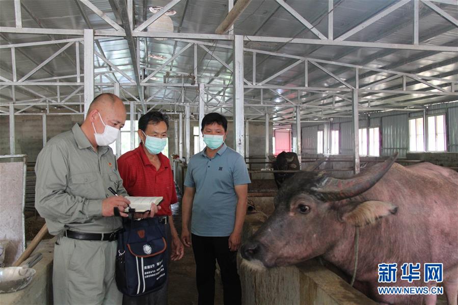 （決戰(zhàn)決勝脫貧攻堅(jiān)&middot;圖文互動(dòng)）（1）駐村第一書(shū)記當(dāng)起&ldquo;蝦農(nóng)&rdquo;&ldquo;牛倌&rdquo;