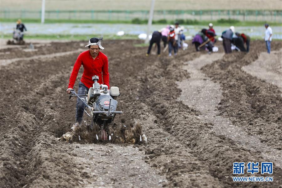 (圖文互動(dòng))(8)高原之音