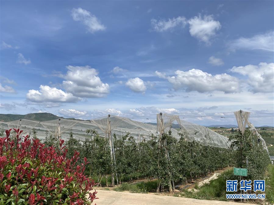 （決戰(zhàn)決勝脫貧攻堅&middot;圖文互動）（3）高原紅了，日子好了&mdash;&mdash;貴州海拔最高縣發(fā)展蘋果產(chǎn)業(yè)見聞