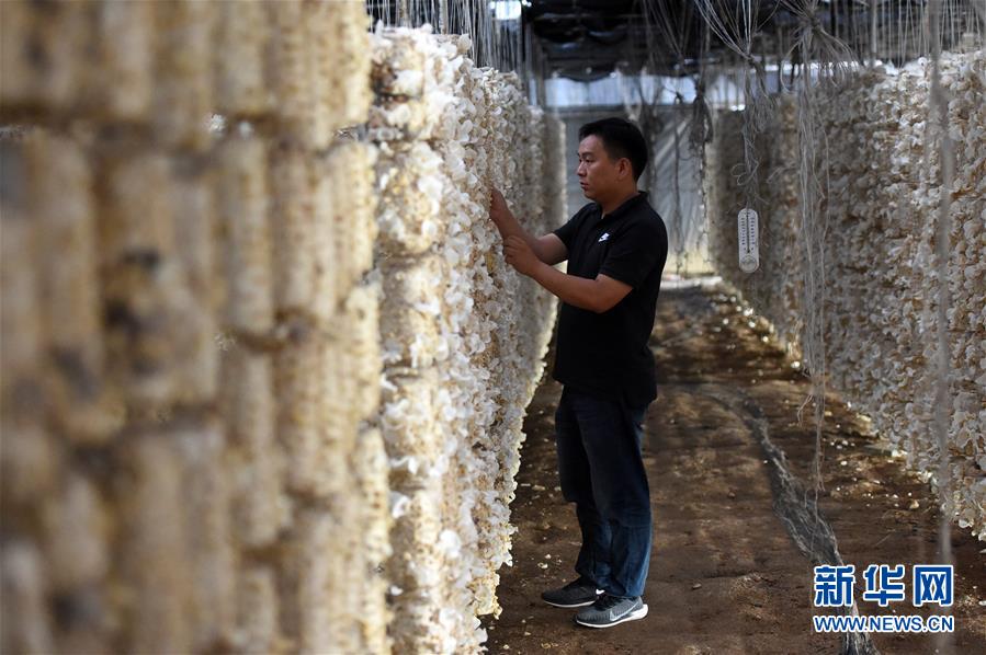  （新華全媒頭條&middot;圖文互動）（7）青春，在希望的田野上&mdash;&mdash;大別山區(qū)尋訪&ldquo;城歸&rdquo;大學畢業(yè)生