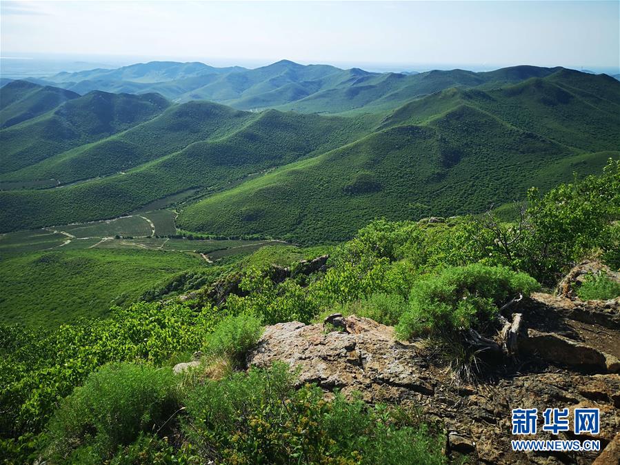 （決戰(zhàn)決勝脫貧攻堅(jiān)&middot;圖文互動(dòng)）（1）內(nèi)蒙古科右中旗：把準(zhǔn)發(fā)展方向 &ldquo;楓馬牛&rdquo;可相及