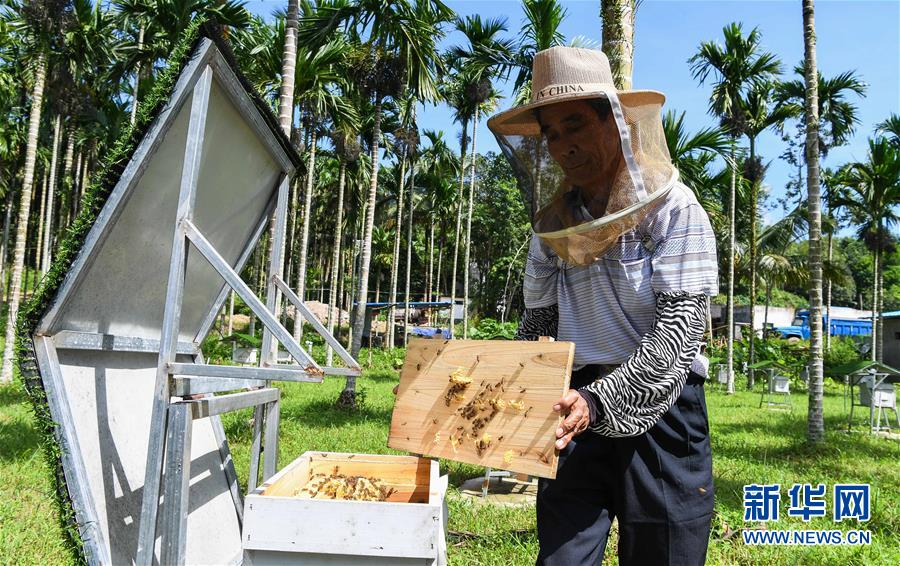 （走向我們的小康生活&middot;圖文互動(dòng)）（7）黎苗山鄉(xiāng)種養(yǎng)&ldquo;老行當(dāng)&rdquo;擦亮&ldquo;綠色牌&rdquo;