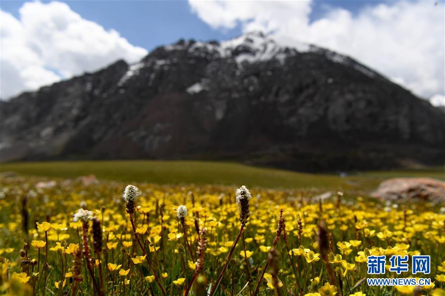 (圖文互動)(1)天山一號冰川保護區(qū)成為野生動物天堂
