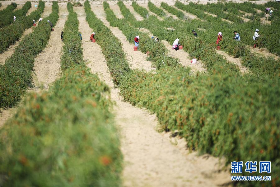 （新華全媒頭條&middot;走向我們的小康生活&middot;圖文互動）（7）23萬人的命運轉(zhuǎn)折&mdash;&mdash;我國最大易地生態(tài)移民安置區(qū)的脫貧密碼