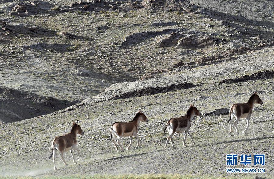 （在習(xí)近平新時(shí)代中國特色社會(huì)主義思想指引下&mdash;&mdash;新時(shí)代新作為新篇章&middot;習(xí)近平總書記關(guān)切事&middot;圖文互動(dòng)）（1）綠色映底蘊(yùn)，山水見初心&mdash;&mdash;生態(tài)優(yōu)先、綠色發(fā)展持續(xù)造福群眾美好生活