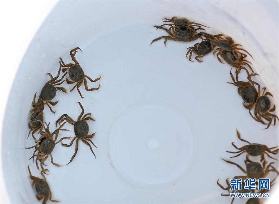 (新華全媒頭條·走向我們的小康生活·圖文互動)(13)“南大荒”變“稻蟹鄉(xiāng)”——資源枯竭型城市盤錦的鄉(xiāng)村振興之路