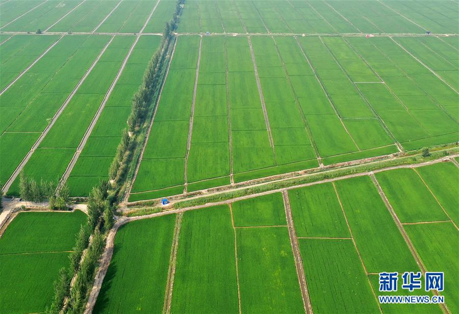 (新華全媒頭條·走向我們的小康生活·圖文互動)(6)“南大荒”變“稻蟹鄉(xiāng)”——資源枯竭型城市盤錦的鄉(xiāng)村振興之路