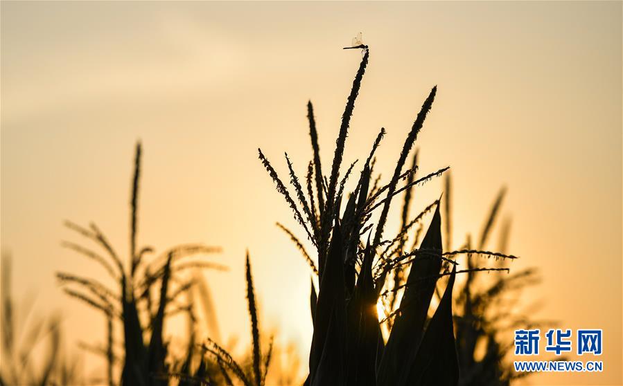 （在習近平新時代中國特色社會主義思想指引下&mdash;&mdash;新時代新作為新篇章&middot;習近平總書記關切事&middot;圖文互動）（1）為黑土加&ldquo;油&rdquo;&mdash;&mdash;&ldquo;耕地中的大熊貓&rdquo;，我們這樣保護