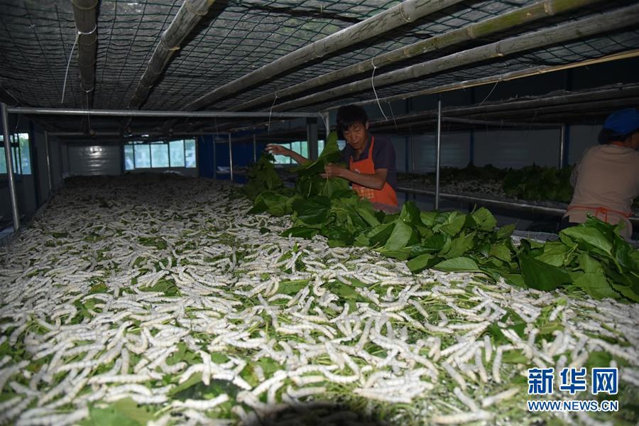 （決戰(zhàn)決勝脫貧攻堅(jiān)&middot;圖文互動）（1）&ldquo;江南繅絲&rdquo;喀斯特深山扎根記