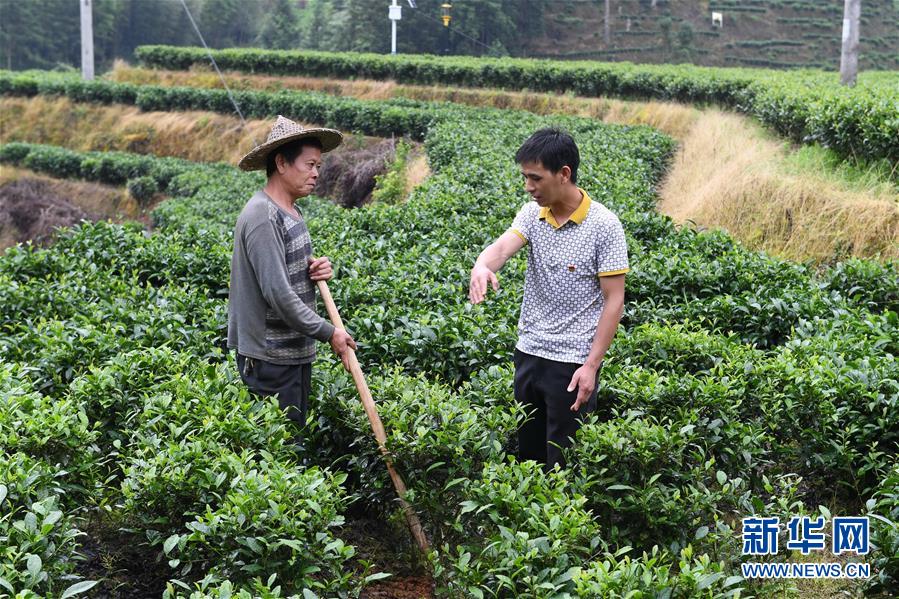 (新華全媒頭條·走向我們的小康生活·圖文互動(dòng))(12)弱鳥(niǎo)先飛今翱翔——閩東寧德振興啟示錄