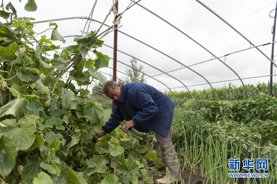 (決戰(zhàn)決勝脫貧攻堅·圖文互動)(1)老張的菜園