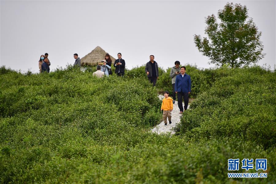 （走向我們的小康生活&middot;圖文互動）（7）綠了青山，紅了日子&mdash;&mdash;秦巴山區(qū)群眾繪出小康&ldquo;調(diào)色板&rdquo;
